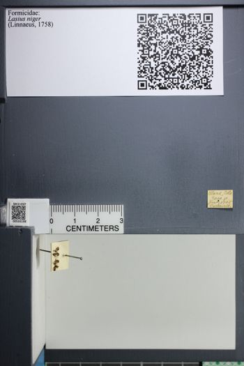 Media type: image;   Entomology 533198